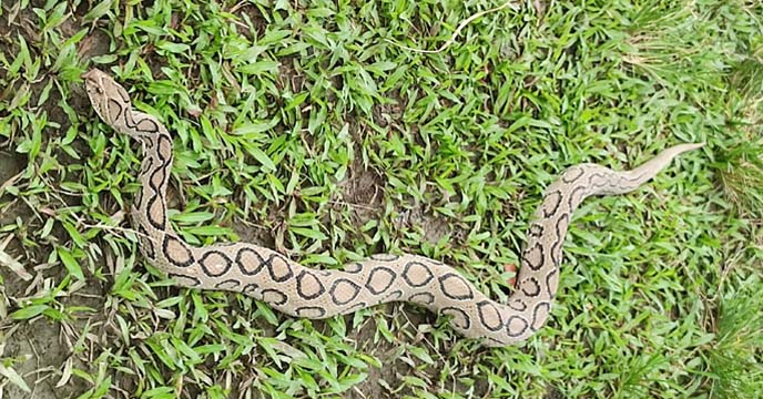 জেলের চায়না দুয়ারী জালে ভয়ঙ্কর রাসেল ভাইপার